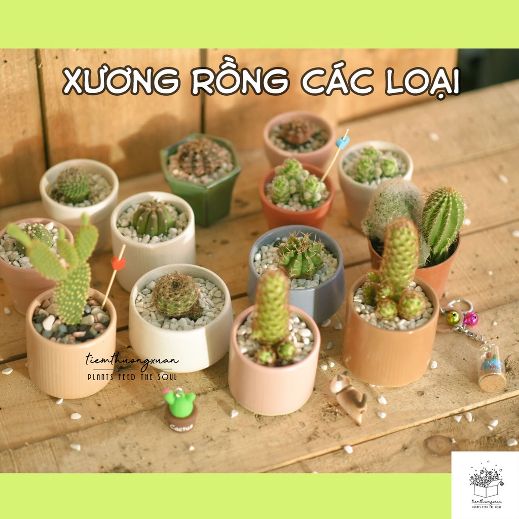 Ý nghĩa cây hoa xương rồng đẹp - Thanh sơn - Tai thỏ - Các loại mini - Tiệm Thường Xuân