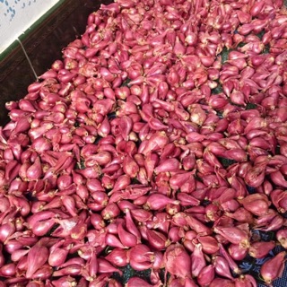 1kg hành tím lý sơn