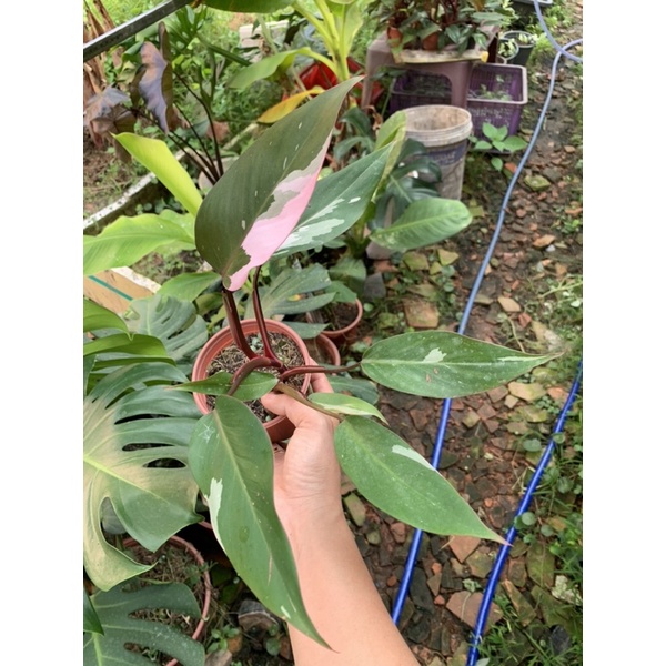 Cây Công Chúa Hồng - Philodendron pink princess  - Cây nhỏ,thuần,khoẻ,var mạnh.