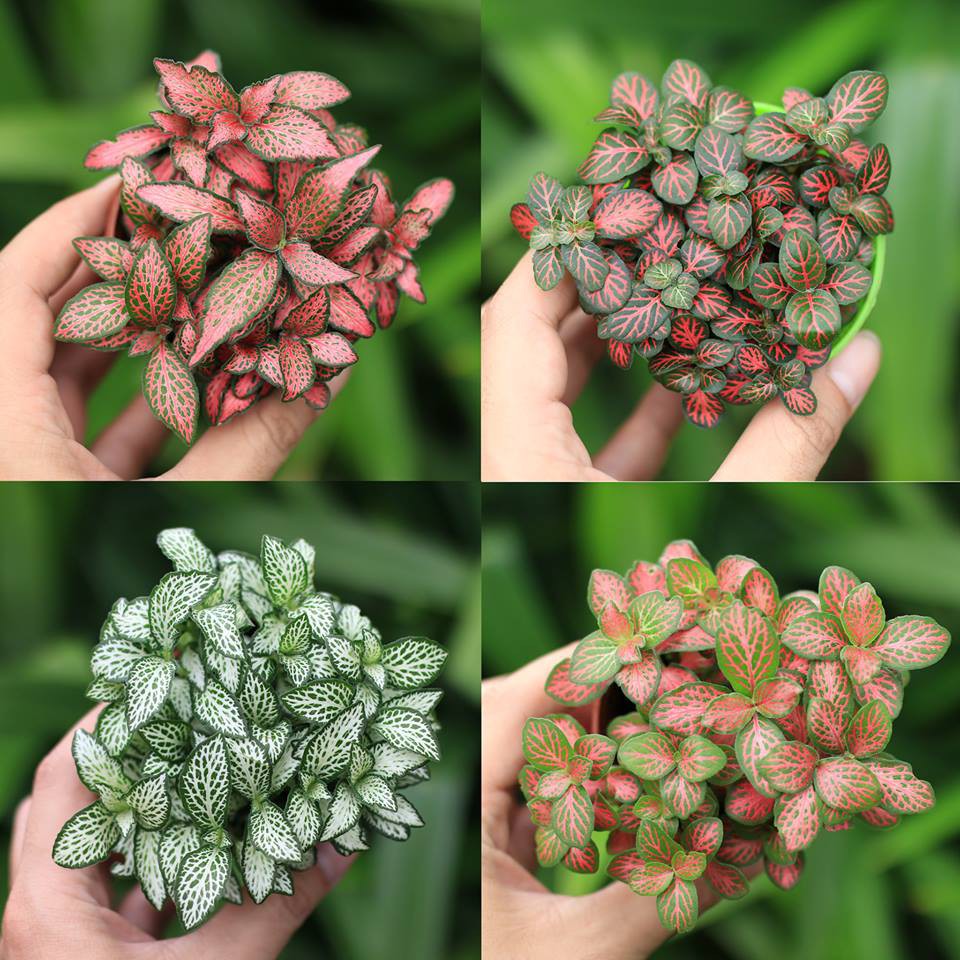 Lá May Mắn - Cẩm Nhung - Fittonia