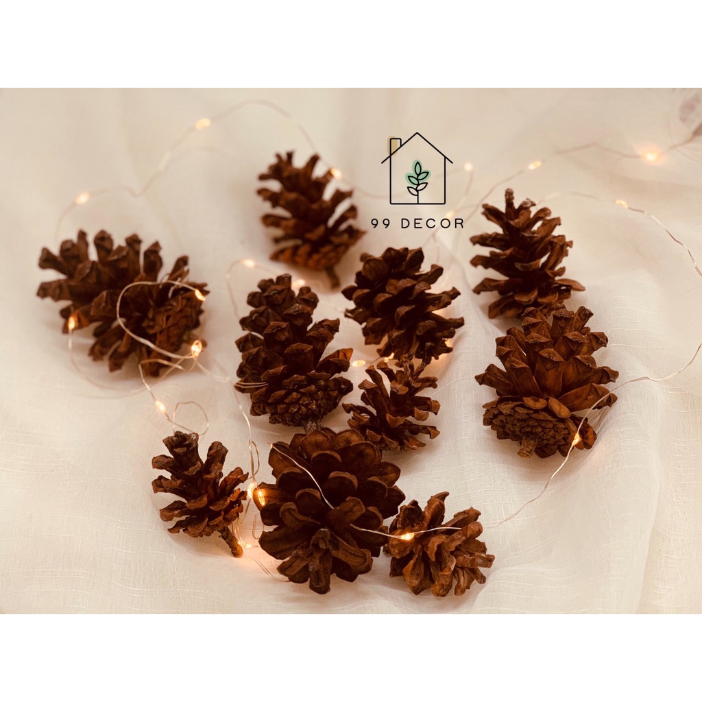 Set 10 Quả Thông Khô Nhiều Kích Thước Trang Trí Noel, Giáng Sinh Tặng Kèm 1m Dây Gai