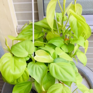 Trầu bà Thái lá trái tim