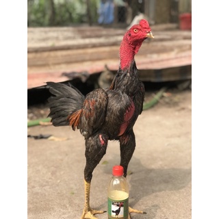 Chai Om Gà Tuấn Cận 500ml