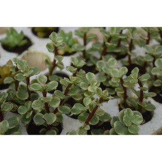 sen đá đô la trắng mini 2-4cm