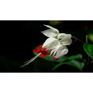 CÂY HOA NGỌC NỮ - cây lớn