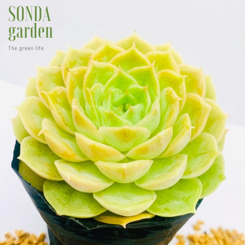 Sen đá ngọc bích SONDA GARDEN size bé 5-8cm, xuất xứ Đà Lạt, khoẻ đẹp, lỗi 1 đổi 1