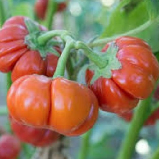 Hạt giống cà tím Bí ngô pumpkin F1 nhập khẩu - 20 hạt
