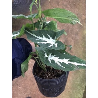 Trầu bà nhung, cây giống