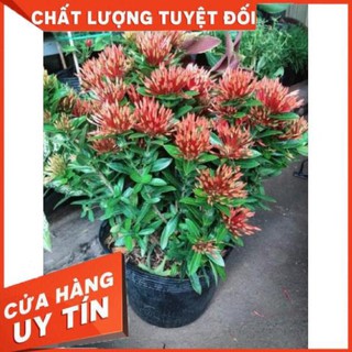 Chậu hoa trang thái màu đỏ