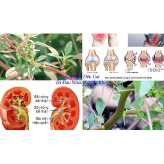 Cây dền gai khô 1kg thơm ngon