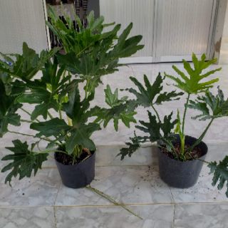 Trầu Bà Thanh Xuân(tặng kèm phân bón)