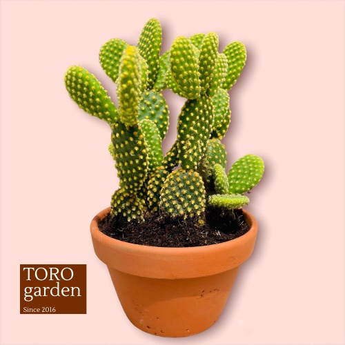 Xương rồng tai thỏ kèm chậu Đà Lạt size trung bình cây cảnh trang trí nhà cửa Toro garden