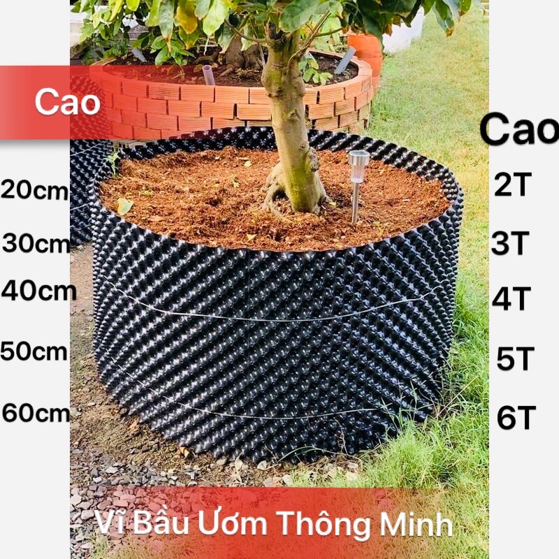 Vĩ bầu ươm cây thông minh v.7 cao 60cm,50cm,40cm,30cm,20cm.