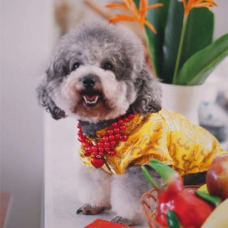 Áo cho mèo. Áo tết cho mèo. [HÀNG TẾT] CUTE - SANG - XỊN - MỊN