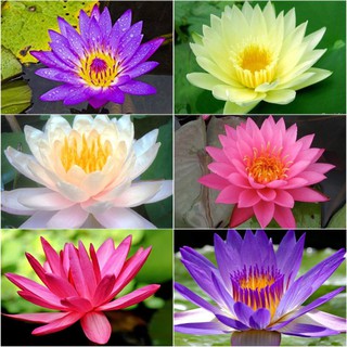 Củ hoa Súng Thái mini đủ màu