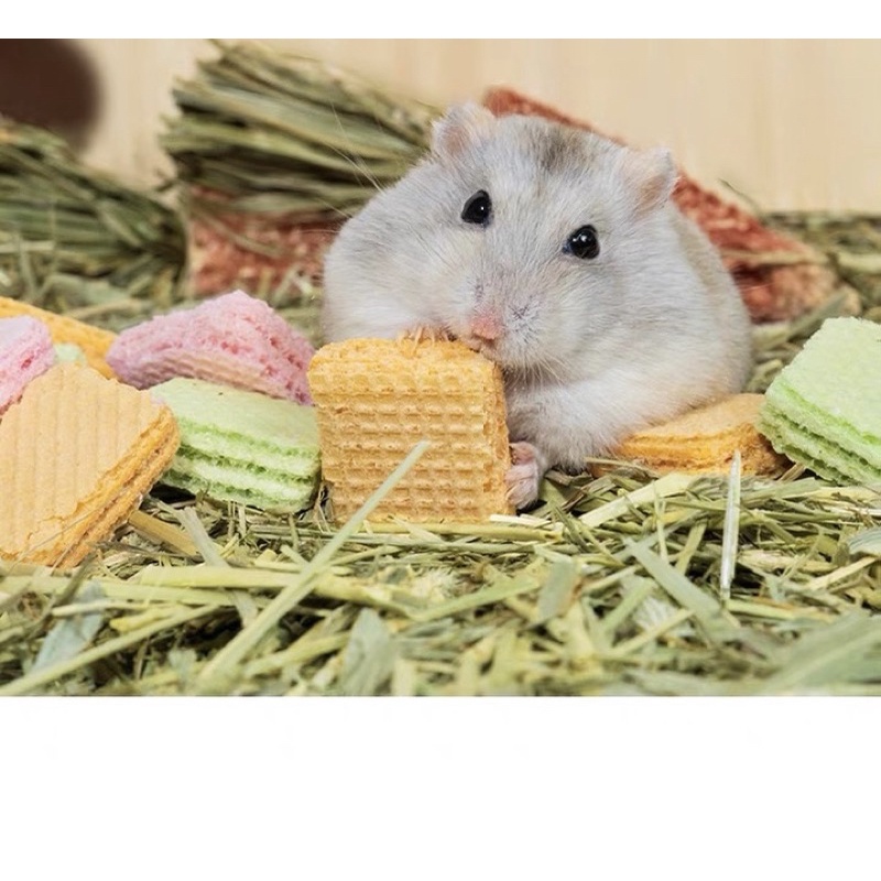 bánh xốp trái cây cho hamster / thỏ/ bọ / sóc/ nhím