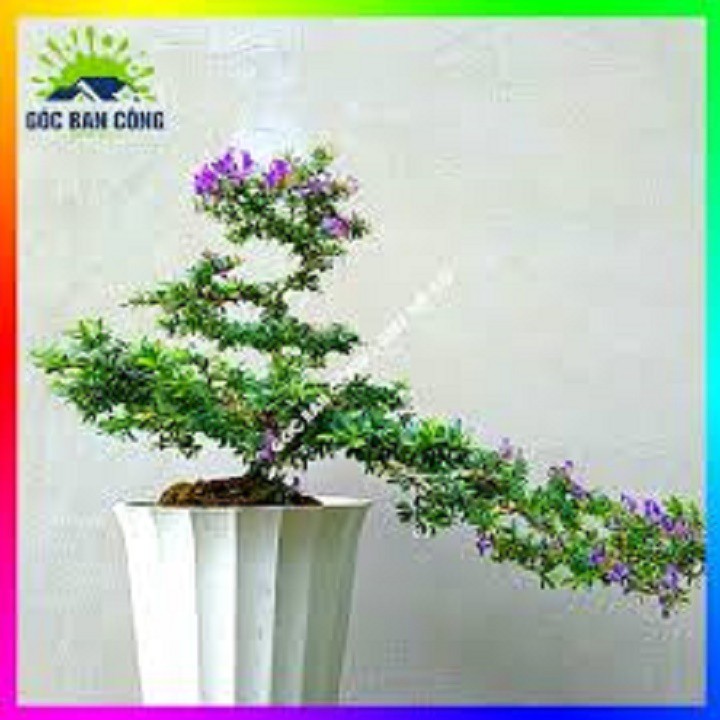 CHẬU CÂY LINH SAM (CÂY SAM NÚI ) DÒNG SÔNG HINH LÁ TO- SIÊU BÔNG - CCLSDSHLT