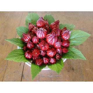 Hạt giống hoa Atiso đỏ