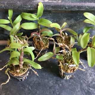 Phi điệp Rồng lửa