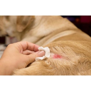 Sữa tắm FAY Medicare