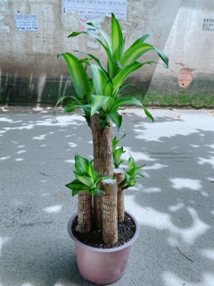 Cây Phát Tài