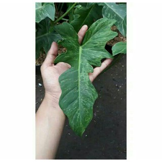 Mô Hình Rồng Vàng Philodendron Độc Đáo