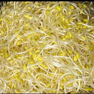 Đậu xanh làm giá