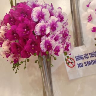 Combo 20 lan hồ điệp 6 bông