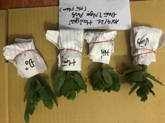 Cây sống đời hoa kép đủ màu