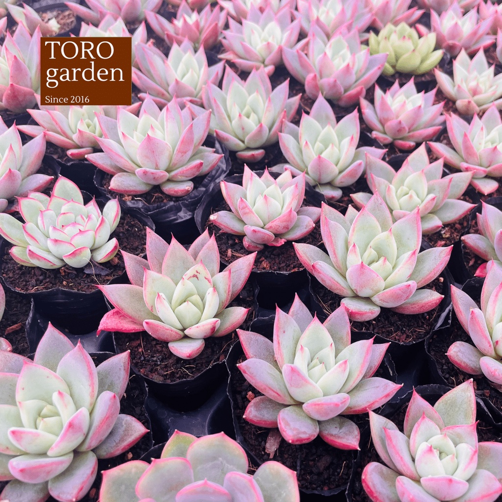 Sen đá mận tím Đà Lạt size bé cây cảnh trang trí nhà cửa Toro garden