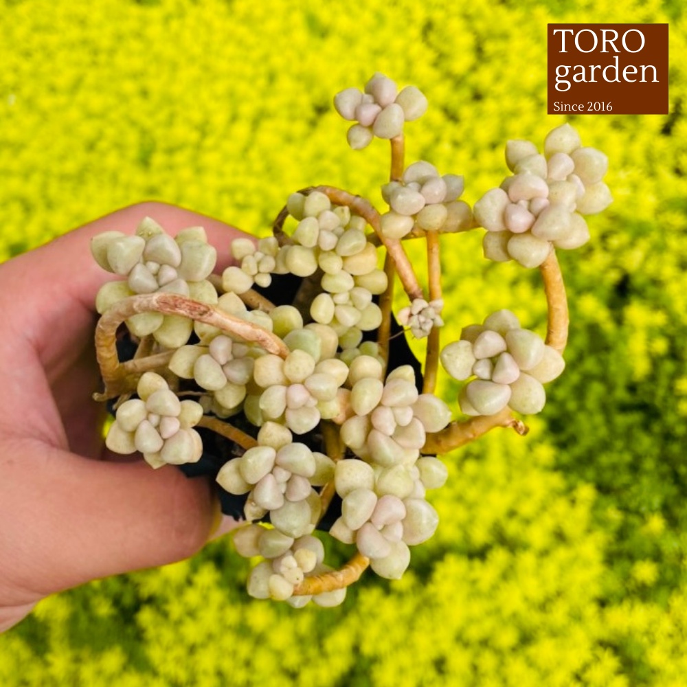 Sen đá kim tuyến cổ thụ Đà Lạt size bé cây cảnh trang trí nhà cửa Toro garden