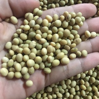 ĐẬU LÀNH NHÀ TRỒNG 1KG