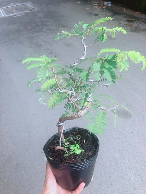 Cây Me Bonsai