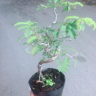 Cây Me Bonsai