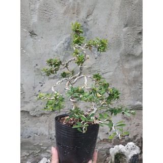 Linh sam dáng bonsai mini