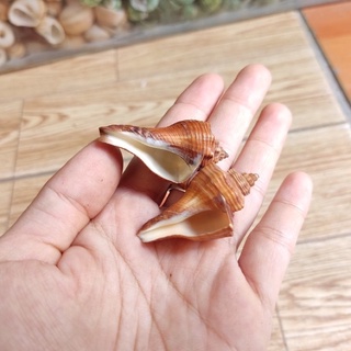 VỎ ỐC ĐÙI GÀ 3 VỎ