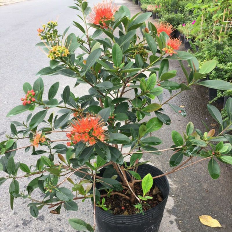 Cây mai thái đỏ cam sieu hoa