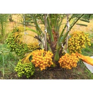 Cây Giống chà là Thái  cao 10cm_15cm