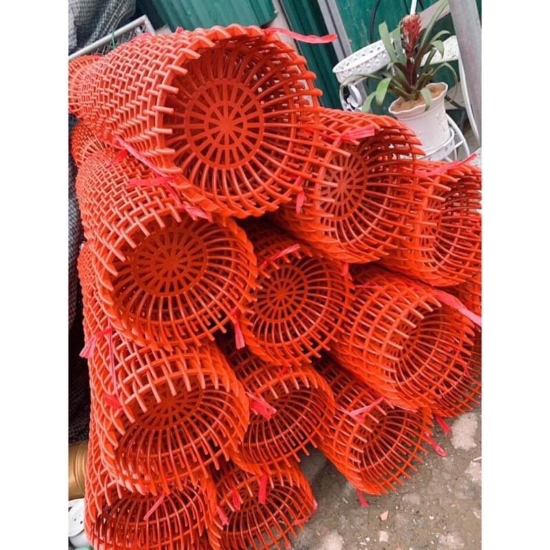 Giảm giá -  HẠT GIỐNG HOA ĐỒNG TIỀN MIX F1- Loài Hoa May Mắn, Nhiều Tài Lộc, hàng sẵn