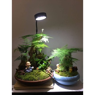 (Siêu rẻ) Đèn đế gỗ thuỷ sinh, tiểu cảnh mini