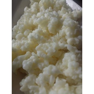 nấm sữa chua kefir