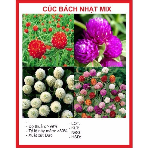 ( BOK GARDEN ) HẠT GIỐNG HOA CÚC BÁCH NHẬT 100 HẠT