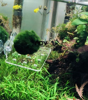 GIÁ ĐỠ CÂY MICA HÍT KÍNH