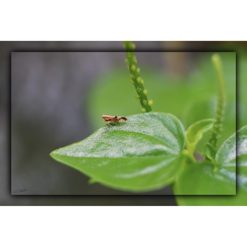 (CÓ SẴN) Combo 2 Tube Macro AF Meike MK-F-AF3 dành cho Máy Ảnh Fujifilm, Sony, Canon EOS M - Ngàm chụp Macro cho lens AF