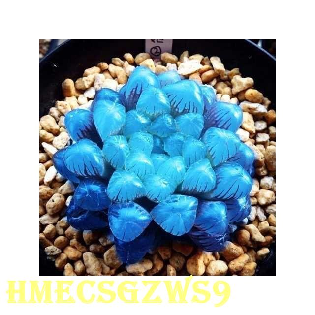 Hạt giống xương rồng tai thỏ mini siêu giống hồng ngọc tỷ lệ nảy mầm 90% 50h