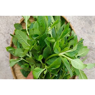 rau quế vị(rau xá xị)