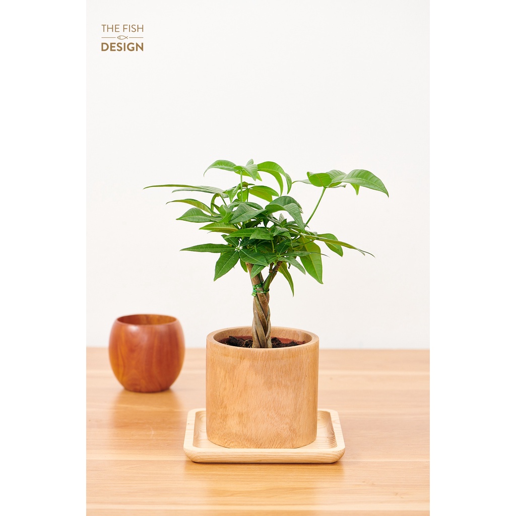 Chậu cây kim ngân xoắn | THE FISH SIZE M