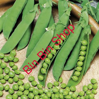 HẠT GIỐNG ĐẬU HÀ LAN