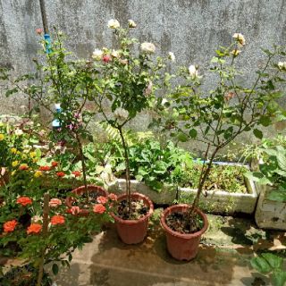Hoa hồng nhập ngoại
