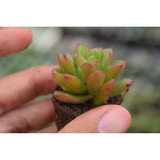sen đá ruby kẹo mini 2-4cm
